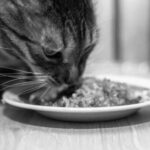 Naar blog: wat is kvv voor katten?
