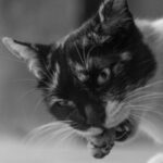 Naar blog: is onze kat een verplichte vleeseter?