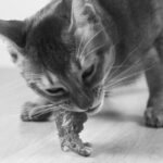 Naar voedingsadvies: nierdieet voor kat op maat