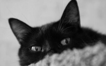 gedragsadvies angstige kat West-Brabant