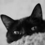 Naar gedragsadvies: gedragstherapie voor angstige katten
