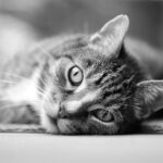 Naar advies gedrag, voeding en ondersteuning voor katten