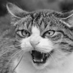 Naar gedragsadvies: hulp  voor katten met probleemgedrag