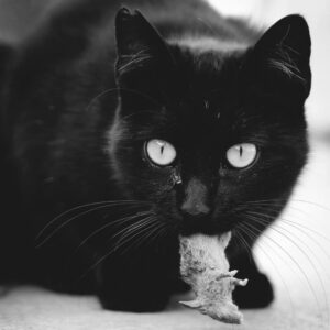 Kat eet als obligate carnivoor een muis