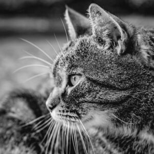Kat kijkt naar oorzaken gedrag van katten in Tilburg