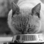 Naar voedingsadvies: persoonlijk voedingsadvies voor katten op maat