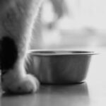 Naar voedingsadviezen op maat voor katten