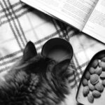 Naar voedingsadvies: voercheck voor beoordelen kattenvoer