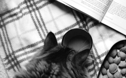 voercheck-kat-kattenvoer-analyse