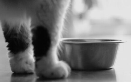 Advies over goed kattenvoer voor mijn kat
