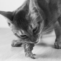 beste nierdieet kat zelf samenstellen