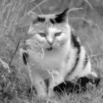 Naar advies gedragstherapie voor katten in Breda, Tilburg, Den Bosch