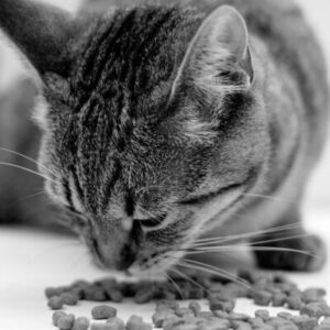 renal kattenvoer bij nierfalen kat