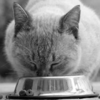 voedingsadvies op maat voor jouw kat