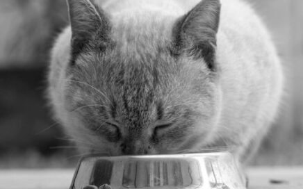 voedingsadvies op maat voor jouw kat